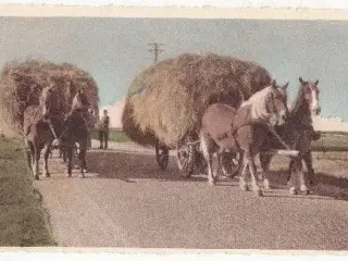 heste med hølæs, postkort
