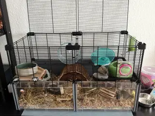 2 søde ørkenrotte-hanner søger nyt hjem 🐭✨