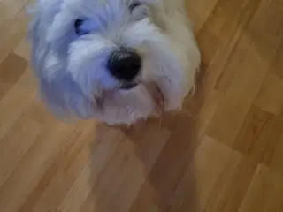 Coton de tulear 