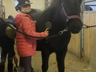 Skøn turpony søger nyt hjem