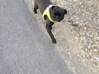 Sort mops tæve 