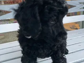 7 ugers Dværgpudel dreng