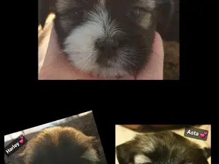 Super lækre Lhasa Apso hvalpe 🐾💕