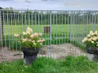 Hundegård sælges