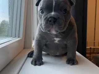 American bully 