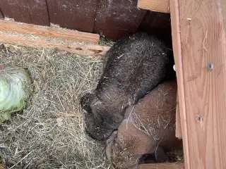 kaniner bortgive til trygt hjem