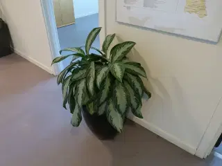 Plante i krukke samt danmarkskort