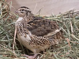 Store flotte Jumbo Vagtler 