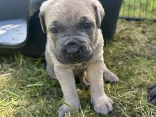 cane corso Italiano