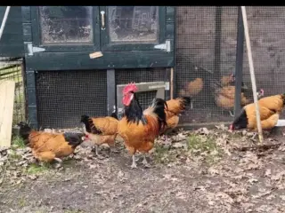 1 uge år gammeler kyllinger la bresse og vorwerk