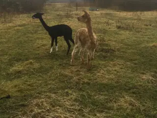 Alpaca