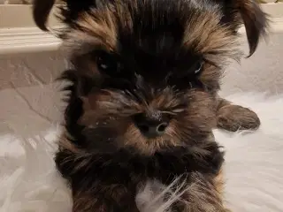 Lille Yorkshire Terrier hvalp