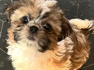 Shih tzu hvalp salgs klar nu! 