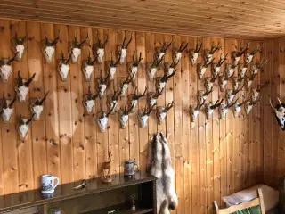 Opsatser fra råbukke