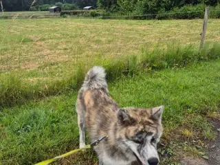 Japansk akita 