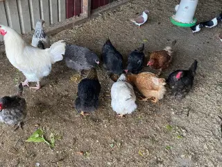 Æglæggende høns bl.a. race