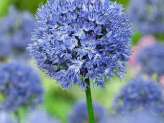 Allium Blå Prydløg “Caeruleum”