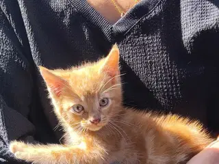 3 Hunkillinger af Maine coon bla.