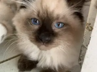 Ragdoll killing- søde familievenner