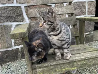 2 kattekillinger sælges samlet