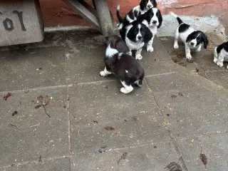Engelsk Springer Spaniel