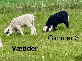 spelsau Lam