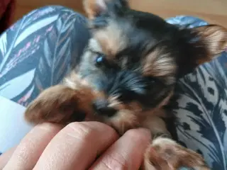 2 dreng og 2 pige Yorkshire Terrier