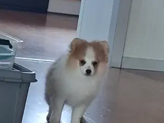 Pommeranian m stambog må flytte nu