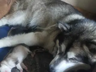 Alaskan malamute hvalpe sælges