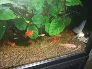 Slørhaler x 2 panda