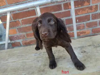 Familiehunde/Jagthunde kleiner Münstländer 