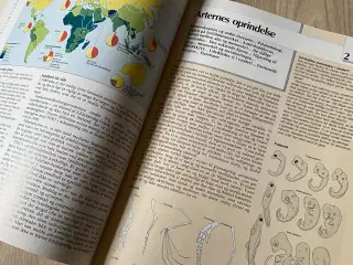Videnskabens Verden - Mennesket