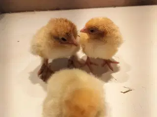 Gule orpington kyllinger 