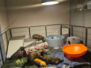 lækre Leonberger hvalpe