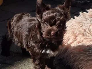 Yorkshire terrier colored 