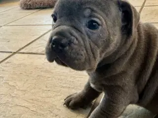 Staffordshire/Old English Bulldog 