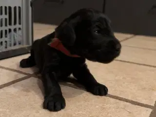 Cockerdoodle / Cockapoo / Cockerpoo / Doodle hvalp