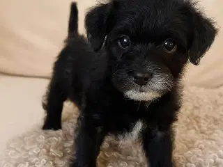 En skøn hvalpedreng søger sit nye hjem 🐶❤️