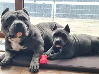 American Bully Pige abkc 