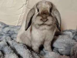 Kastreret Indendørs Fri-Kanin, 10 mdr.🐰