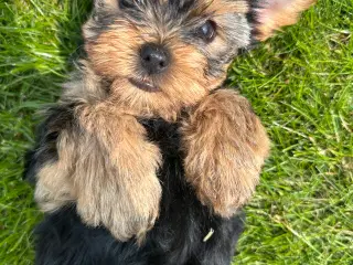 Yorkshire terrier 🐾🐶