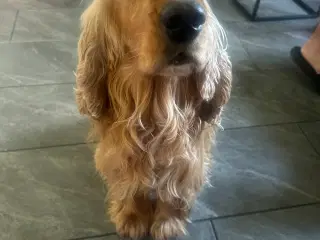 Cocker spaniel til salg 