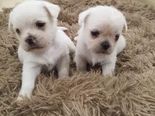 Mops/Coton de Tulear 