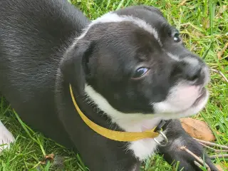 Staffordshire Bull Terrier hvalpe