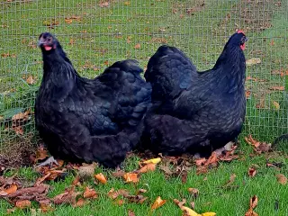 Dværg orpington 