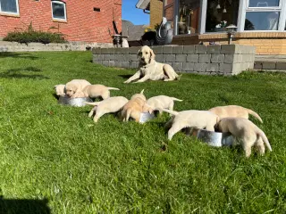 Labrador hundehvalpe sælges 
