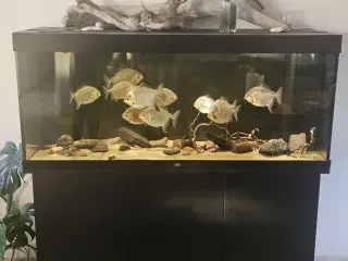 juwel 450l med kapinet