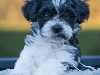 Puddel Lhasa/Apso blanding