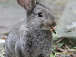Belgisk kæmpe kaninunger (ren race)