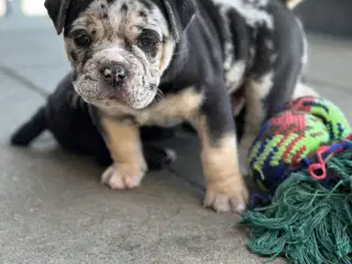 Old English Bulldog 